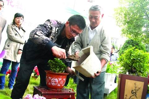中草药也能做阳台盆景
