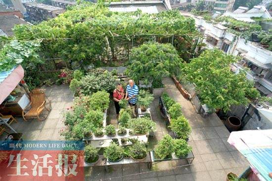 一棵小叶榕盆景自述:我家的阳台瓜果飘香