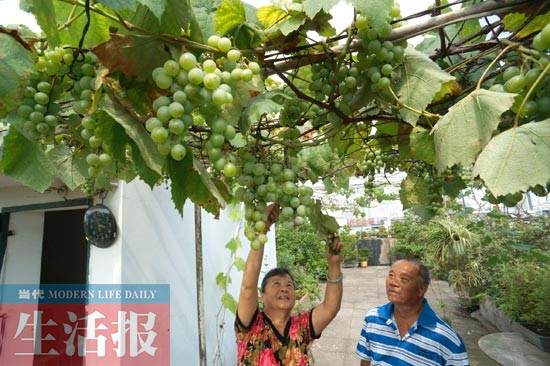 一棵小叶榕盆景自述:我家的阳台瓜果飘香