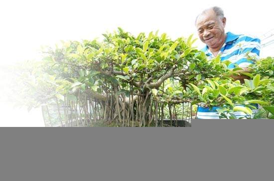 一棵小叶榕盆景自述:我家的阳台瓜果飘香