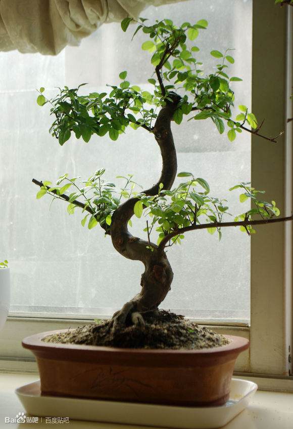 盆景盆花装点阳台