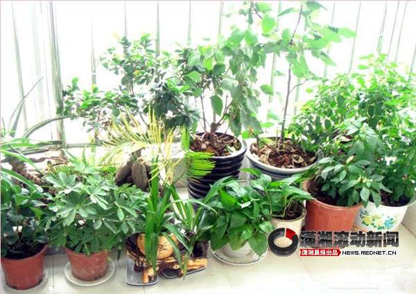 姑苏区里河社区开展美丽阳台 盆景知识传授活动