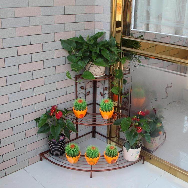 种水果当盆景 山楂树上阳台