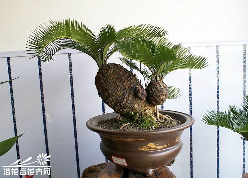 南宁市民阳台 栽培各类盆景200多盆