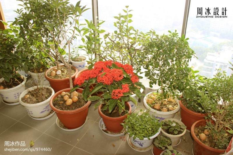 盆景植物免费领 为您阳台添点绿