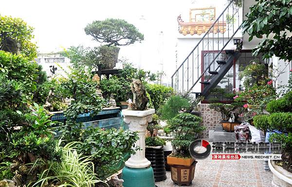 阳台盆景内下了6枚鸟蛋