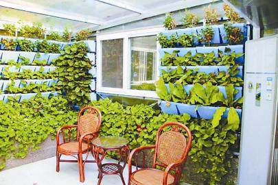 阳台上的小菜园都市农耕的盆景园