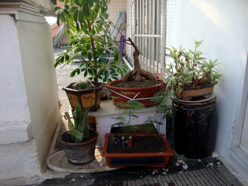 莲花镇 阳台经济助推石斛盆景销售