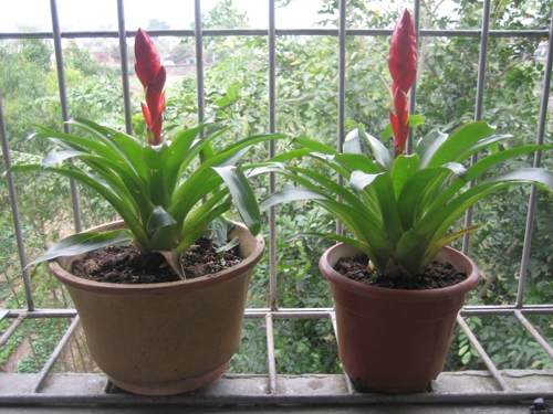 自家阳台上轻松种番茄 盆栽蔬菜将现身无锡市场