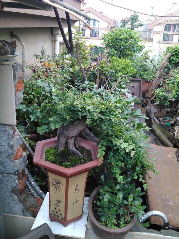 阳台菜园流行 盆栽蔬菜俏销