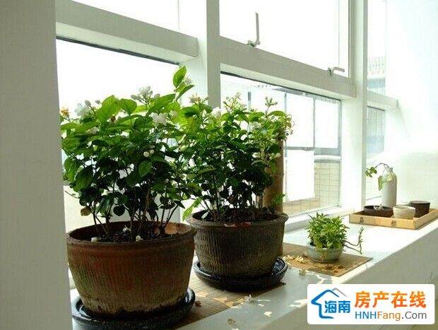 阳台盆栽 文王璞