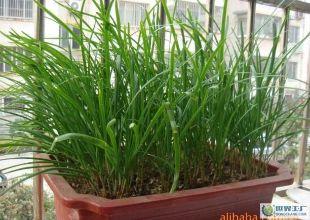 无需施肥打农药自家阳台就能种 盆栽蔬菜受青睐