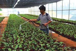 滇产欧洲阳台盆栽月季种苗批量上市