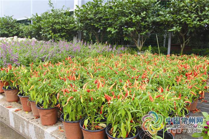 盆栽果蔬成流行趋势 自家阳台建迷你农场