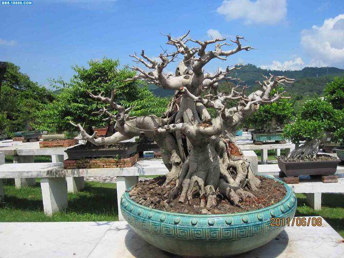 盆景艺术加强深圳大运会中国传统文化韵味