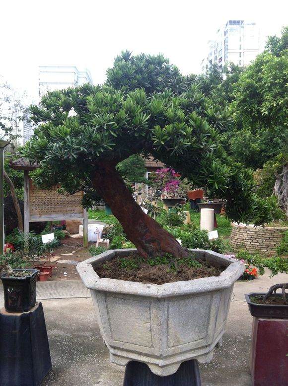 在深圳东湖公园举办盆展展览会