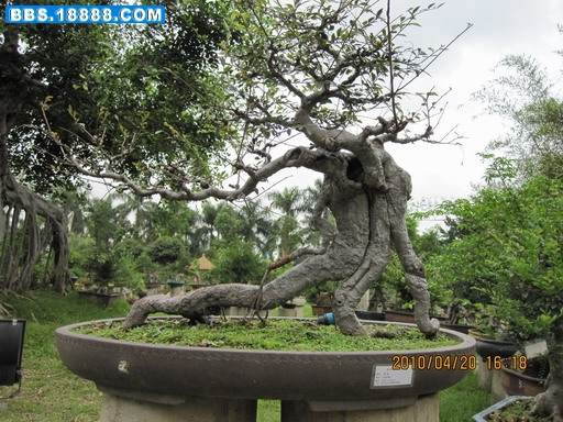 盆景艺术提升深圳大运会文化品位