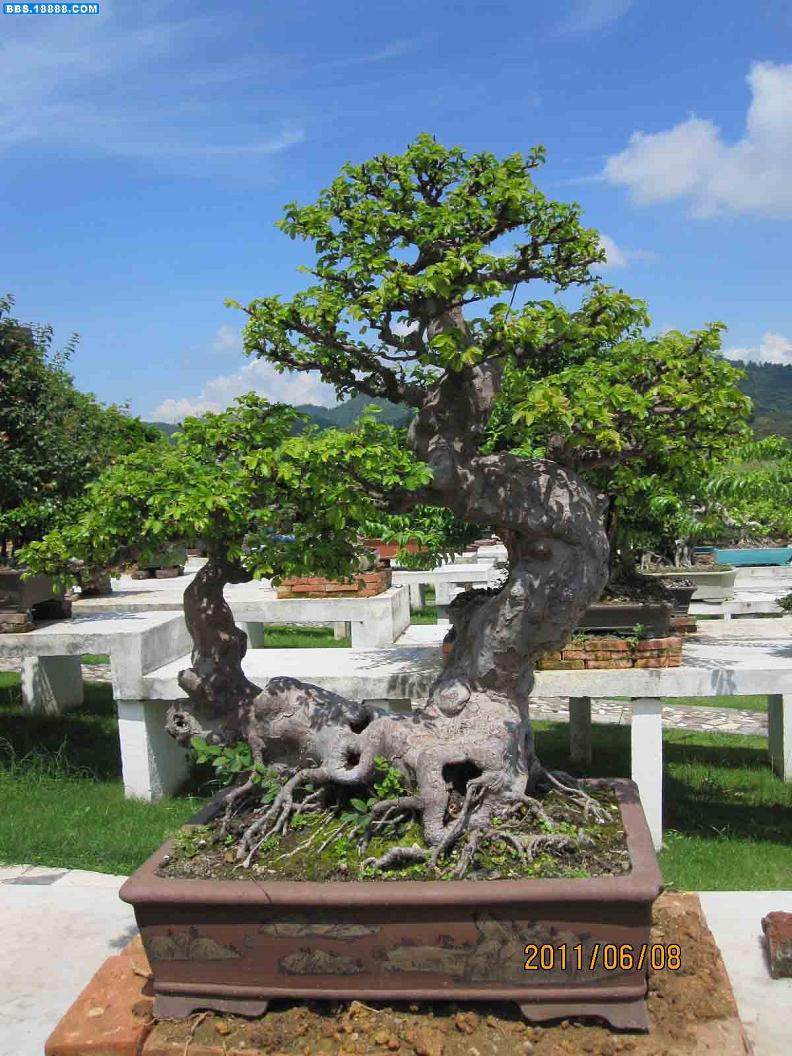 温州盆景扮靓深圳大运会