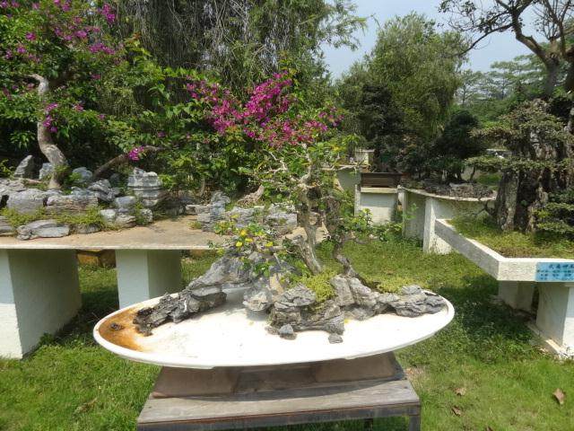 深圳市风景园林协会盆景赏石文化分会成立