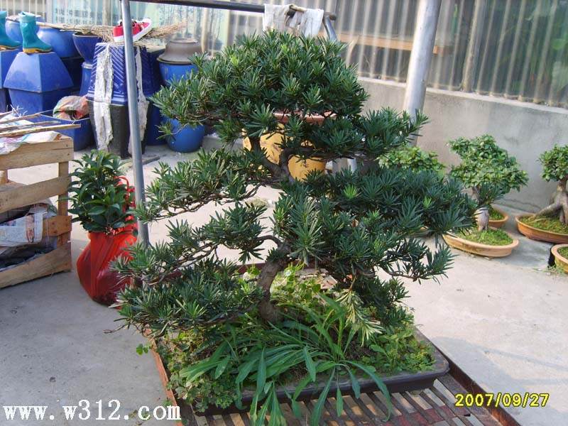 深圳风景园林协会盆景赏石文化分会主办盆景精品展