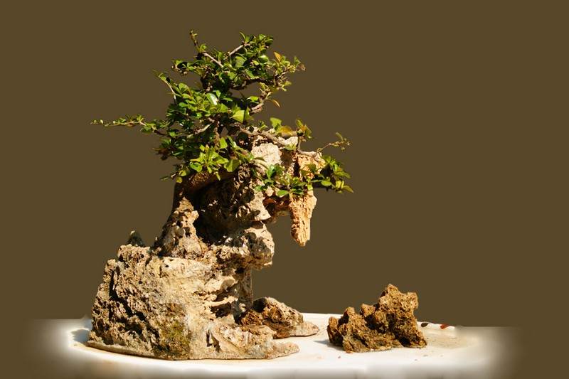 邮储银行杯2012深圳第一届盆景赏石展览会