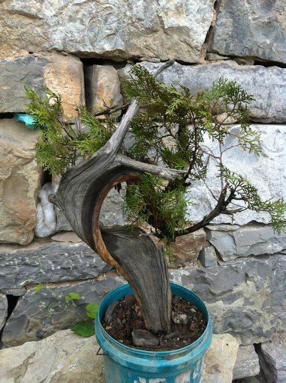 保康发现两株有1000年以上崖柏