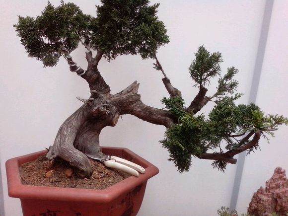 深圳国际文博会上的崖柏盆景价值五百万