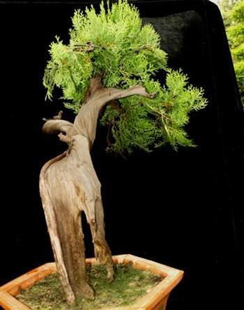 已经灭绝的崖柏在四川省万源市大面积发现