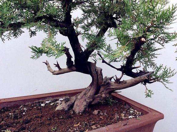 在大巴山自然保护区发现已经灭绝的崖柏