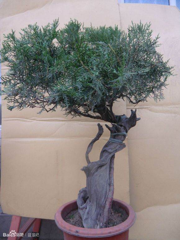 四川省万源市发现已灭绝的植物物种崖柏