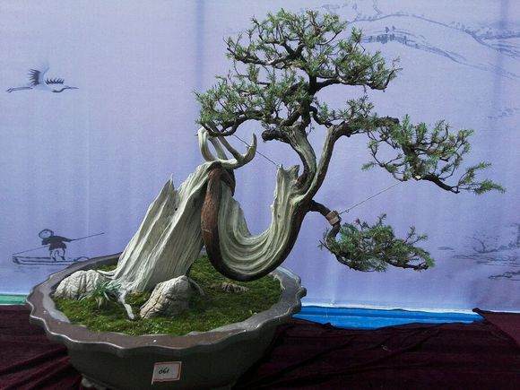 河南室内盆景花卉店的生意好吗?