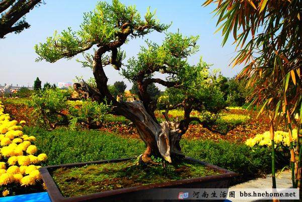 河南省2005年盆景学术研讨会召开