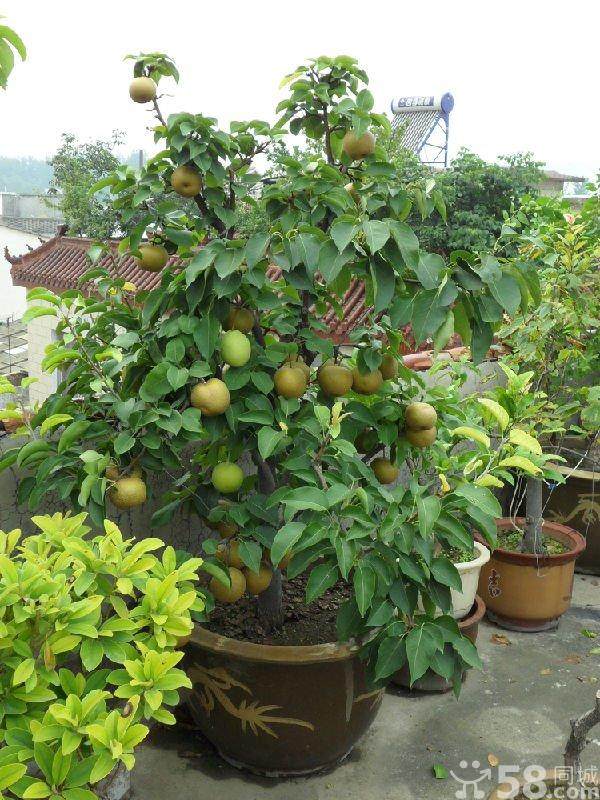 驻马店市首届盆景艺术展