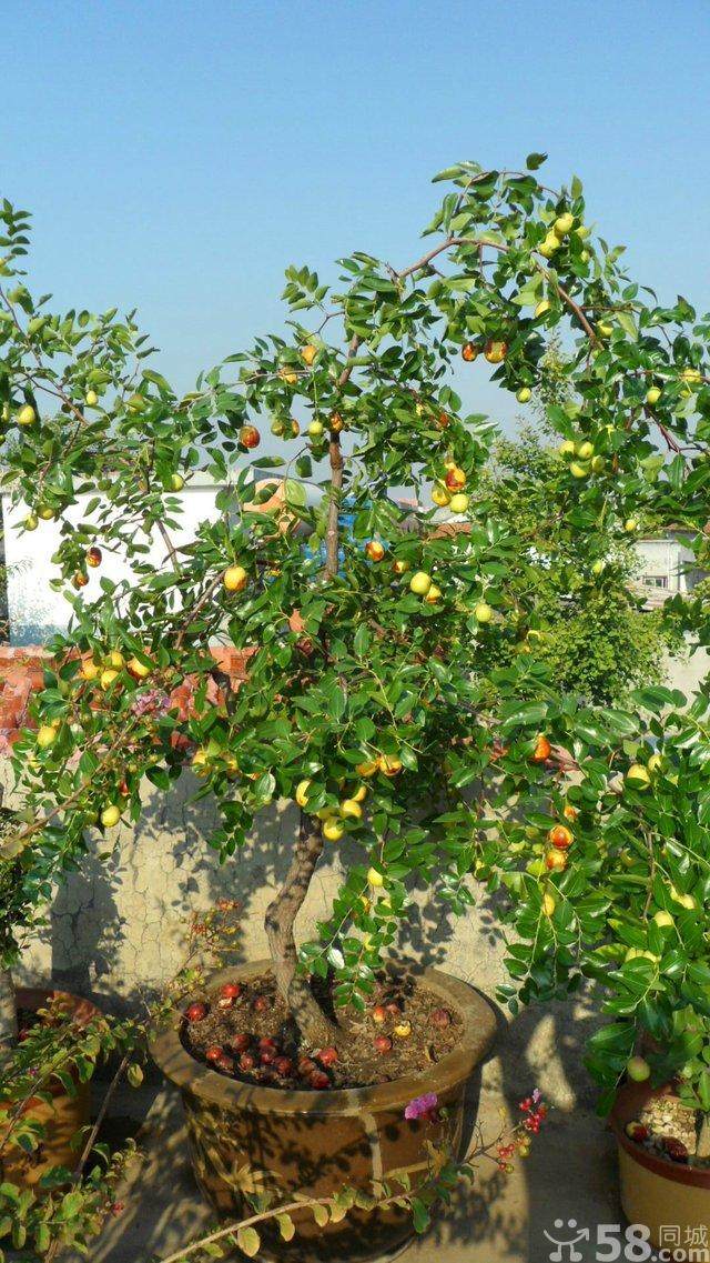花木盆景扮靓驻马店广场