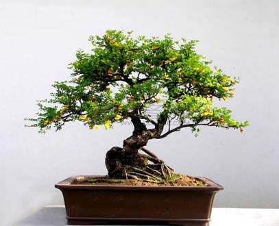 树桩榕树盆景如何施肥