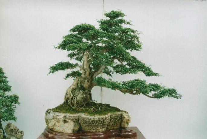 榕树树桩盆景的培育方法