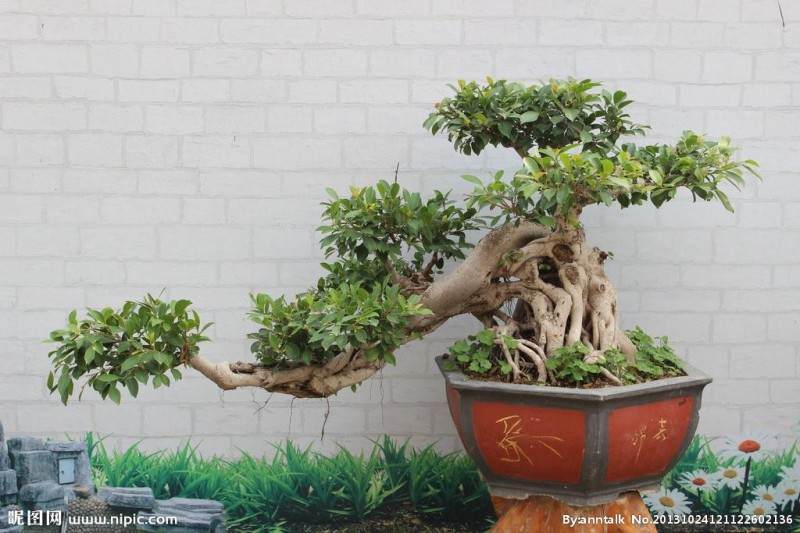 榕树树桩盆景的根有点发黑 正常么？