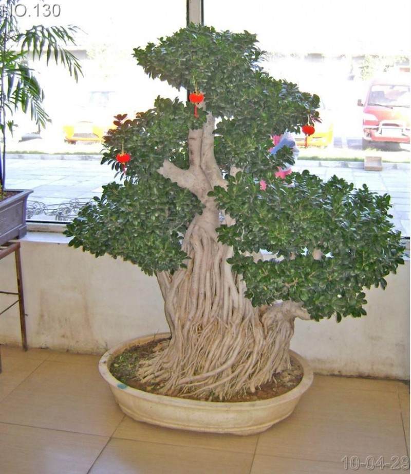 室内盆景榕树怎样养殖？
