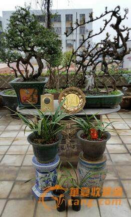 盆景收藏热 有人用古董换取金奖盆景