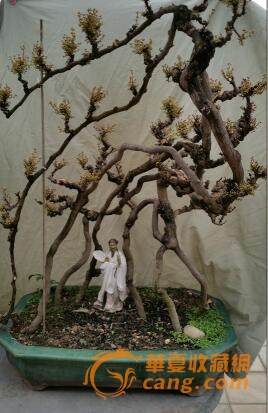 盆景收藏热 有人用古董换取金奖盆景