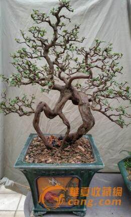 盆景收藏热 有人用古董换取金奖盆景