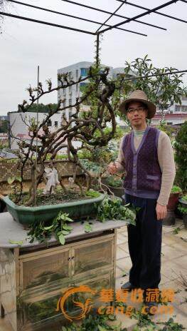 盆景收藏热 有人用古董换取金奖盆景