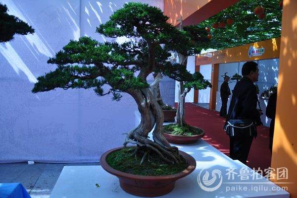 滨州市花卉盆景市场销售好