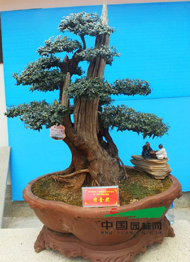 精美的盆景作品引人注目 (3).JPG 云南大理市盆景协会举办盆景展