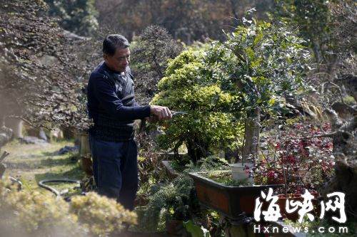 　　老林的盆景在国内得过不少奖项