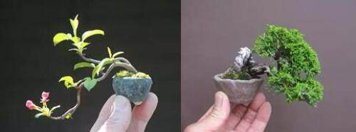 文玩艺术盆景湖光 大湖微盆景绿植文化沙龙12日启幕