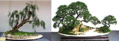 文玩艺术盆景湖光 大湖微盆景绿植文化沙龙12日启幕