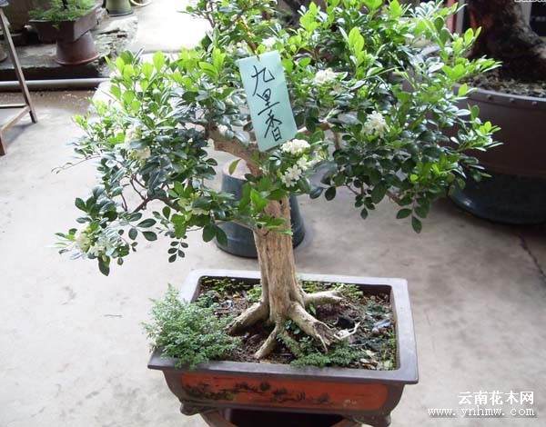 顺德山松九里香番石榴等各色盆景争奇斗艳