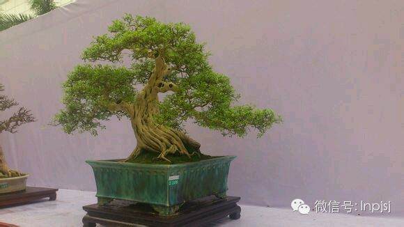 一些人花几万元甚至几十万元进行投资收藏九里香盆景