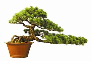 为什么盆景是收藏界的活古董